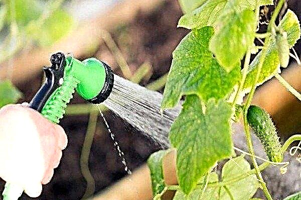 Overview of the rules and methods of watering cucumbers in the open ground and greenhouse
