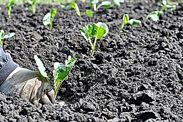 دليل لزراعة القرنبيط - من بذر البذور إلى الحصاد