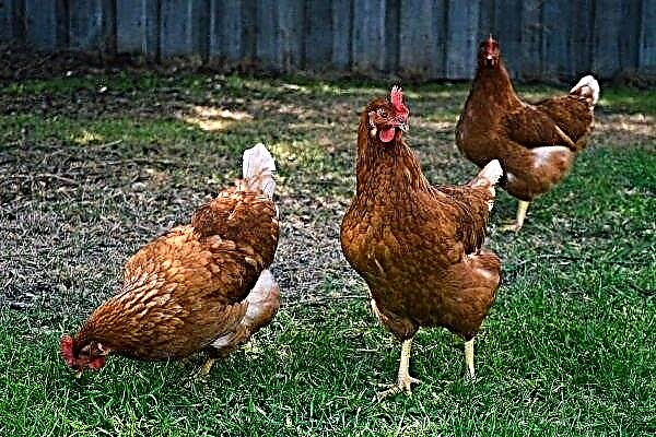 Висококачествени кокошки: външен вид и условия за поддържането им