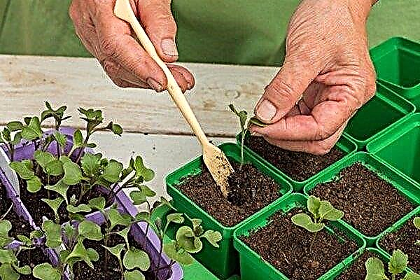 Πότε και πώς να βουτήξετε λάχανο: πρακτικές συστάσεις