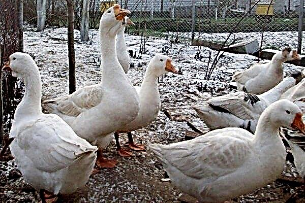 Overview of the Linda Geese Breed: Features of Content and Growing