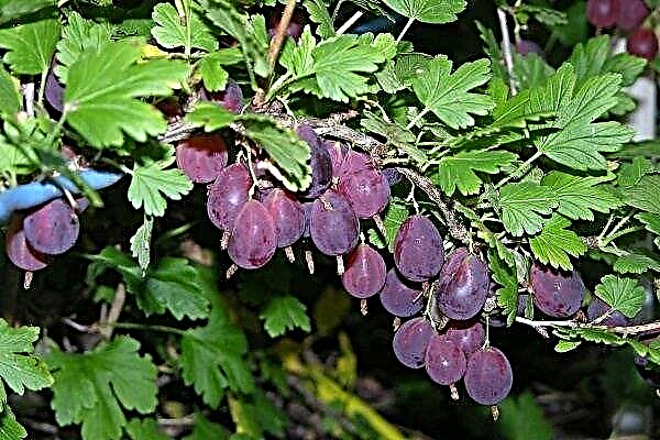 Gooseberry Grushenka: description of the variety with photos and reviews