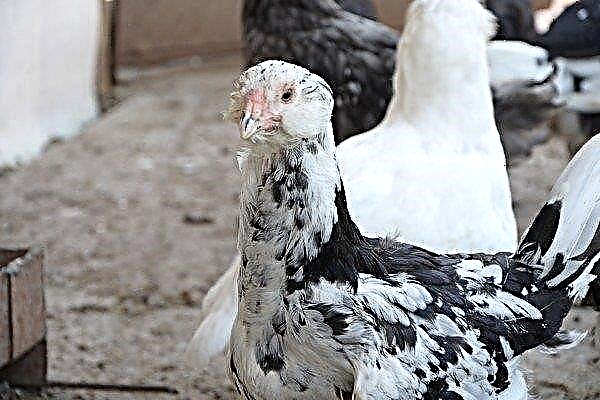 Detailed description of the Gilan breed of chickens