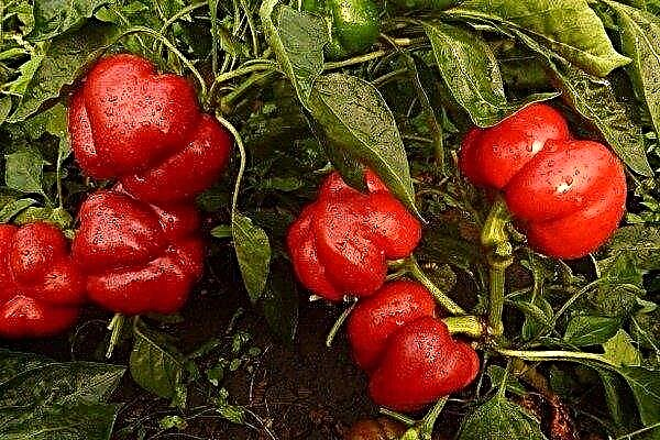 Description and characteristics of unusual Ratunda pepper
