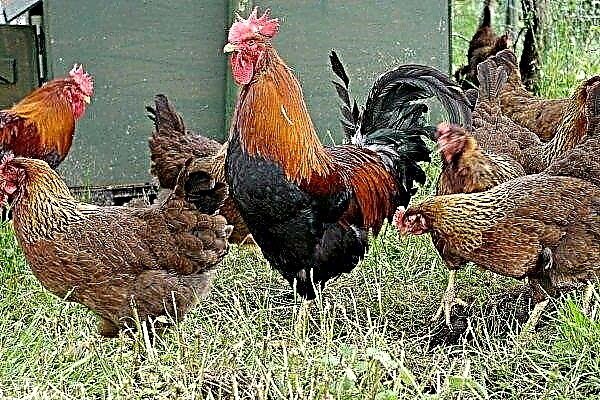 What is interesting breed of chickens Welsumer: its description and rules of keeping