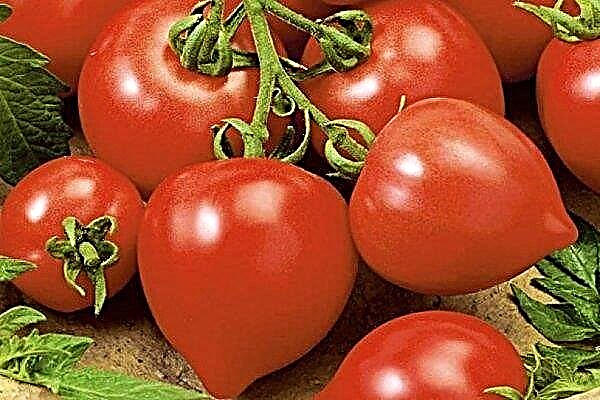 Revisão de tomate Meu amor