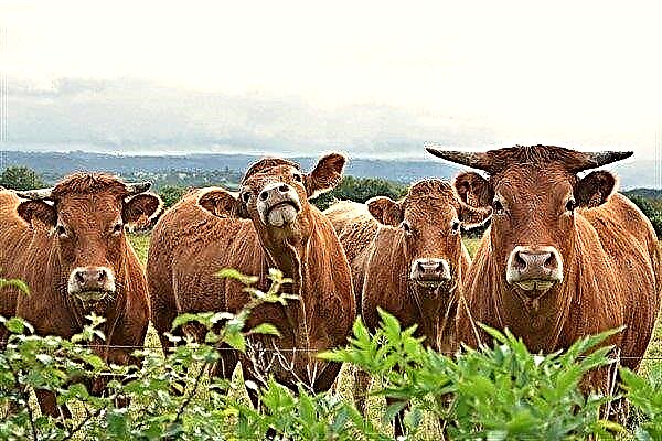 Cele mai bune rase de vaci cu carne și caracteristici la alegere