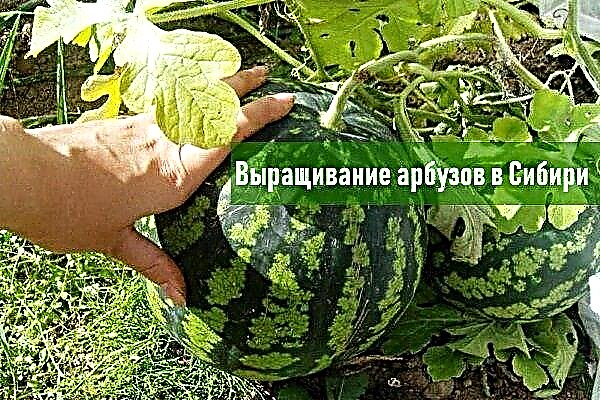 Hvordan plante og dyrke en vannmelon i Sibir?