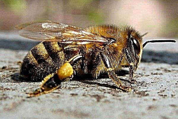 何匹のハチが住んでいて、何が彼らの寿命を決定していますか？