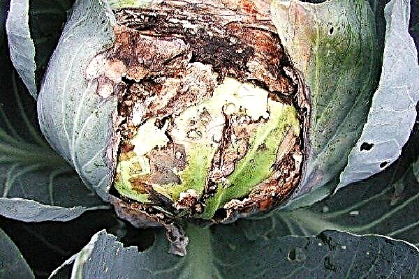 How to deal with pests and diseases of cabbage?