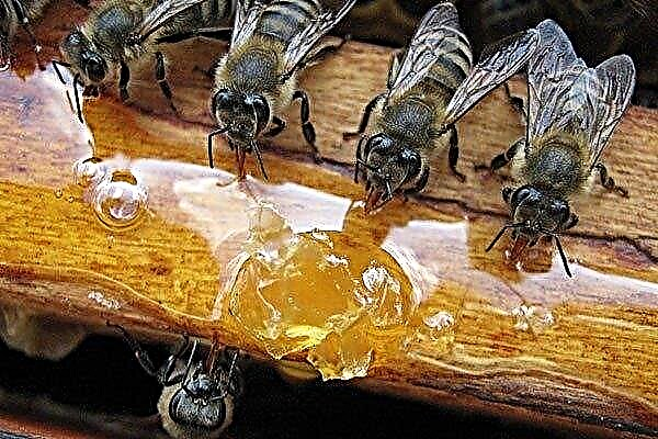 Technology of seasonal (spring and autumn) feeding of bees