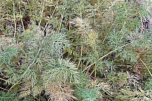 Overview of Dill Diseases and Pests