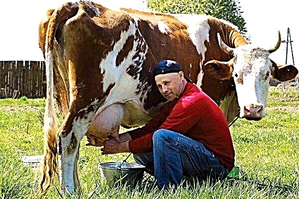 Les meilleures races de vaches laitières