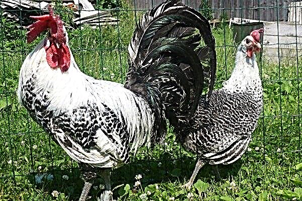 Pollos Brekel - características de cría y cría