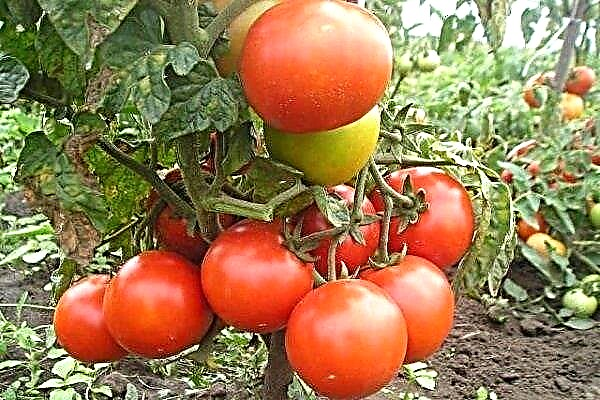 مراجعة مفصلة للطماطم Snowdrop وقواعد زراعته