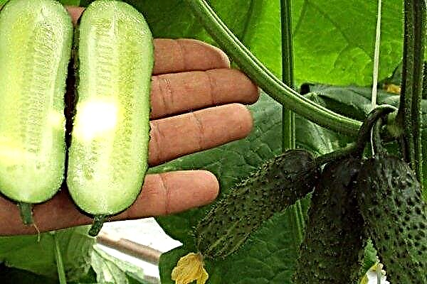 Partenokarpinių agurkų aprašymas. Kaip tinkamai juos auginti?