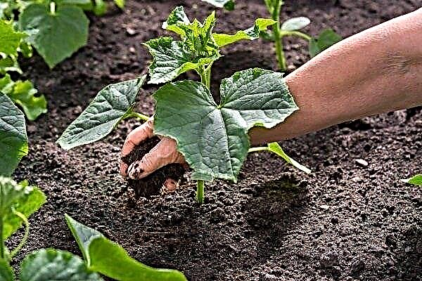How to feed cucumbers in the open ground?