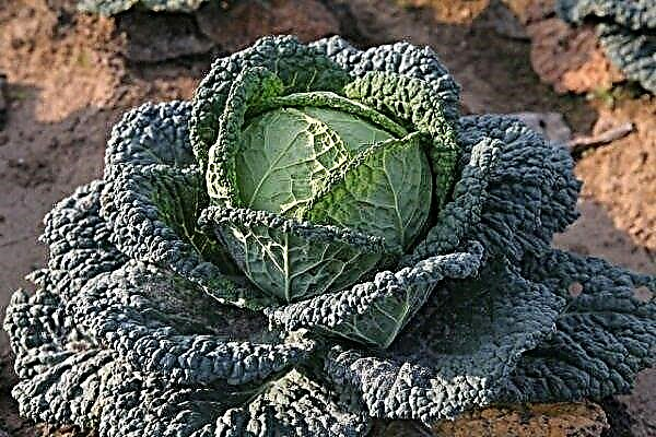 What is the peculiarity of savoy cabbage and how to grow it correctly?