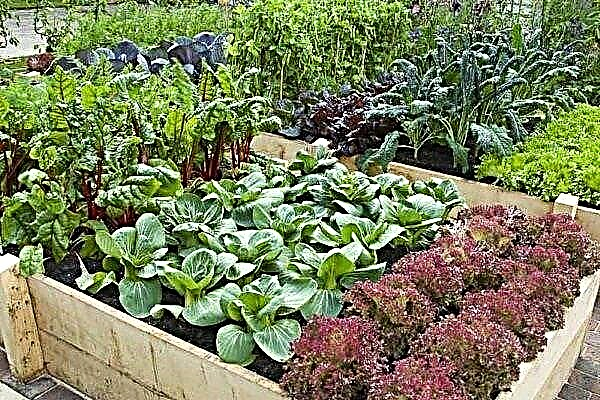 Crop rotation in the garden: what and then to plant