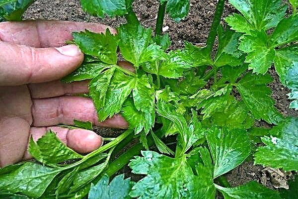 What are celery diseases and pests? Signs and struggle with them.