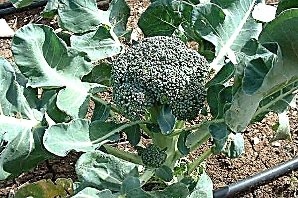 Overview of broccoli cabbage and the secrets of growing it