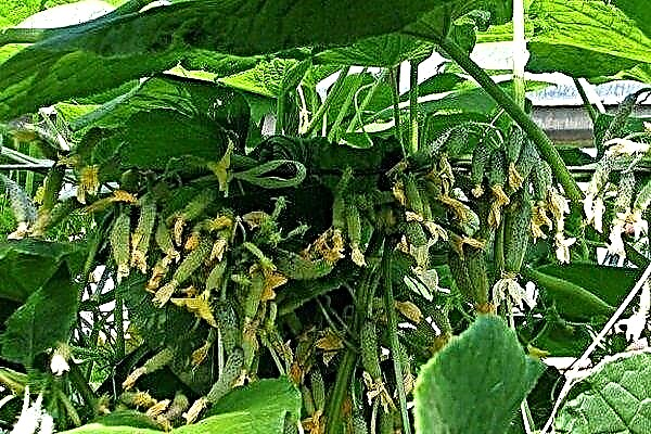 An interesting hybrid is the cucumber Siberian garland F1. Features planting and growing