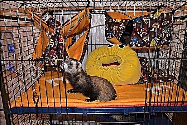 What cage does a ferret need?