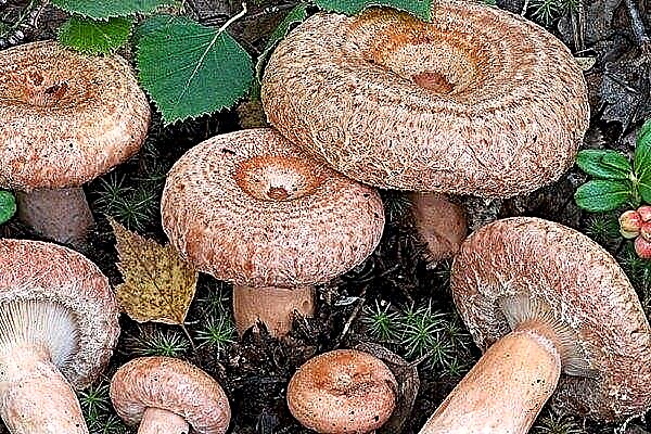 Flocons - Informations utiles sur les champignons