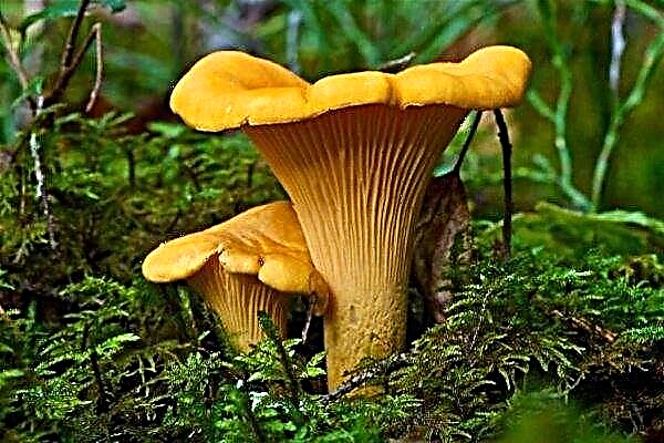 Chanterelles - full mushroom info
