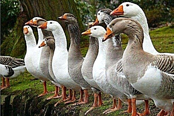 The best breeds of geese with their description and photo