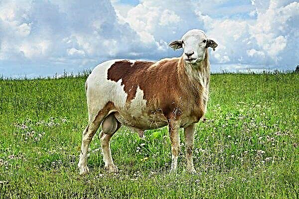 カツムスキー品種の羊