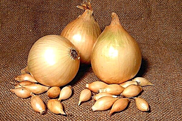Cebolla variedad "Sturon": características del cultivo