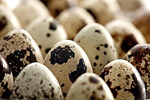 Pengeraman telur puyuh - arahan langkah demi langkah