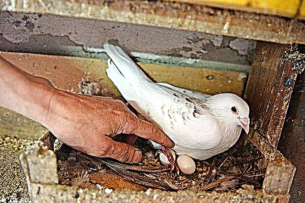 Hatching pigeon eggs - duration and features
