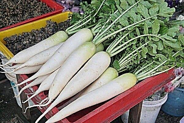 A complete overview of the features of white carrots and the rules for caring for it