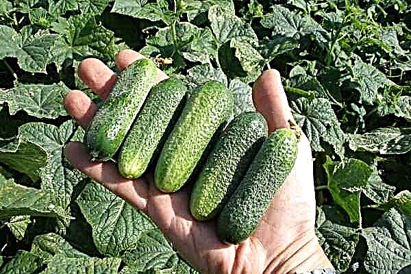 A complete overview of cucumbers varieties Lukhovitsky