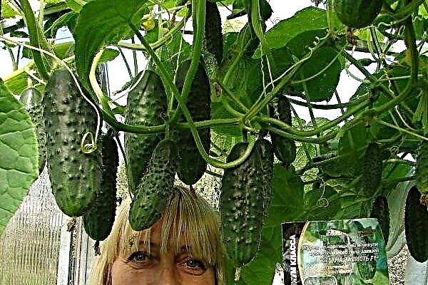 A complete review of the hybrid cucumbers Envy of all