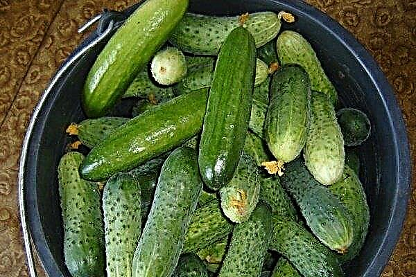 A complete overview of cucumbers