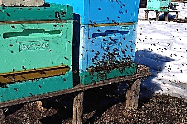 The first cleansing flight of bees in spring