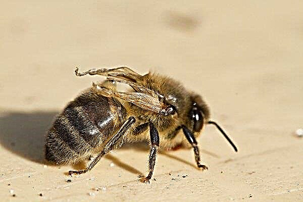 How to identify and treat acarapidosis in bees?
