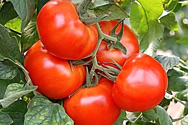 Resumen del tomate Rey de reyes