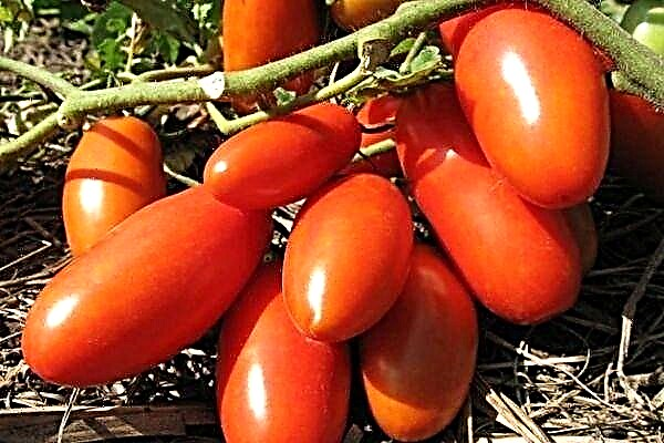 Full review of tomato Supermodel
