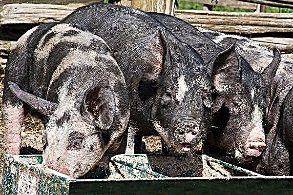 How to fatten pigs for meat?