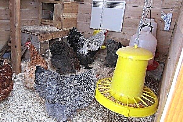 How to organize competent heating of the chicken coop in the winter?