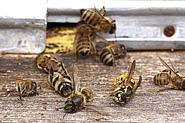How can bees get poisoned and how to prevent their poisoning?