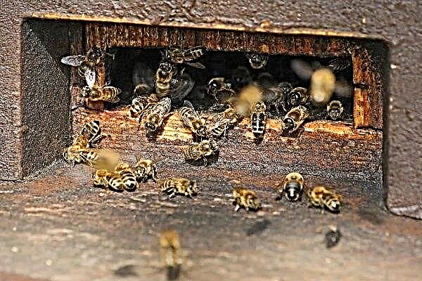 ما هو خطر الإصابة بالشلل الفيروسي النحل وهل يمكن علاجه والوقاية منه؟