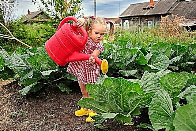 How to water cabbage in open ground?