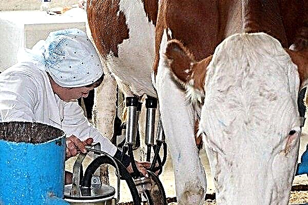 What are milking machines and how to use them?