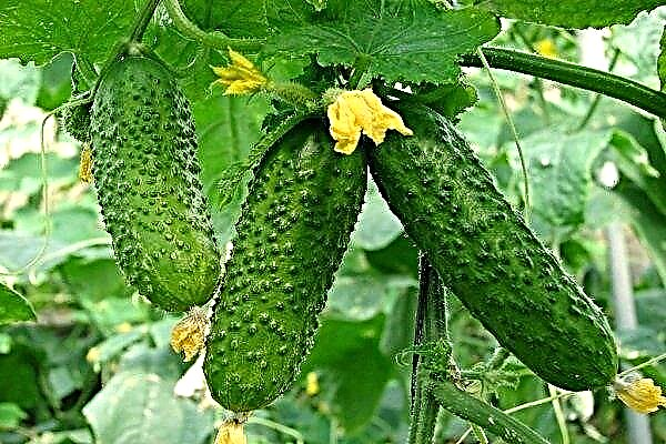 Sierlijke komkommer - een favoriet van tuinders