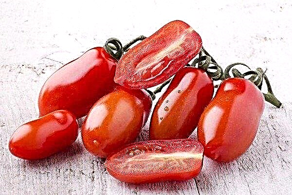 Tomatfördelar kvinnors fingrar och odlingstips